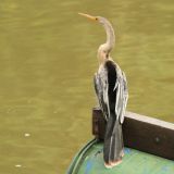Anhinga