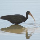 Bare-faced Ibis
