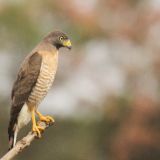 Roadside Hawk