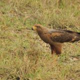 Savannah Hawk