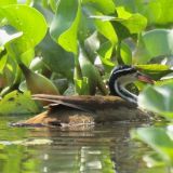 Sungrebe