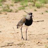 Southern Lapwing