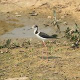White-backed Stilt