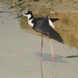 White-backed Stilt