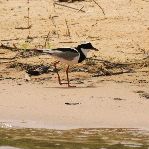Pied Plover
