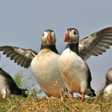 Puffins