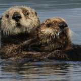 Sea Otters
