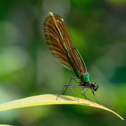 Green Damselfly