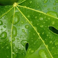 Fatsia Japonica with water droplets