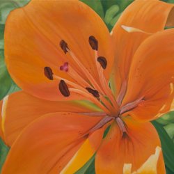 Orange Lily