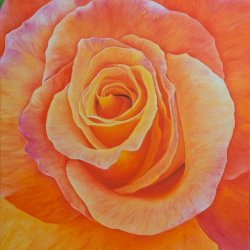 Orange Rose