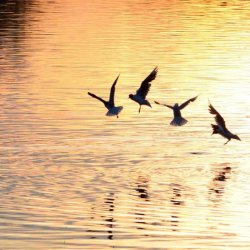 Fauna & Flora Photography