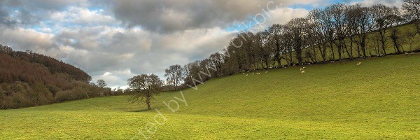100 Cenarth Tree