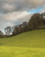 100 Cenarth Tree