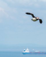 108 Puffinfs IV