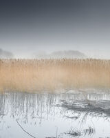 113 Teifi Marshes