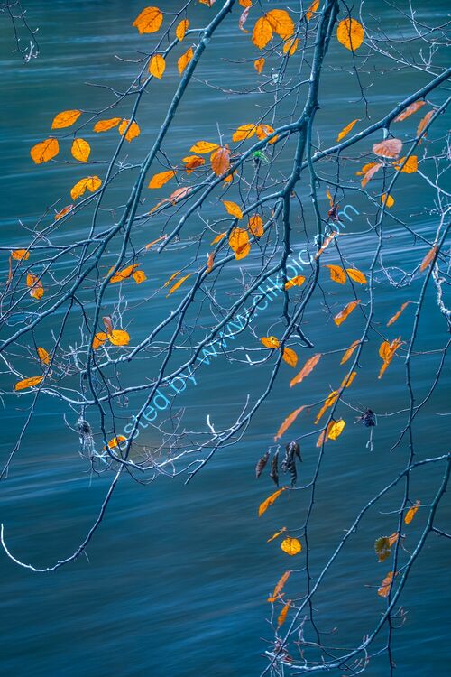 155 Henllan Leaves