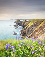 196 Bluebells Between Trefin & Abercastle