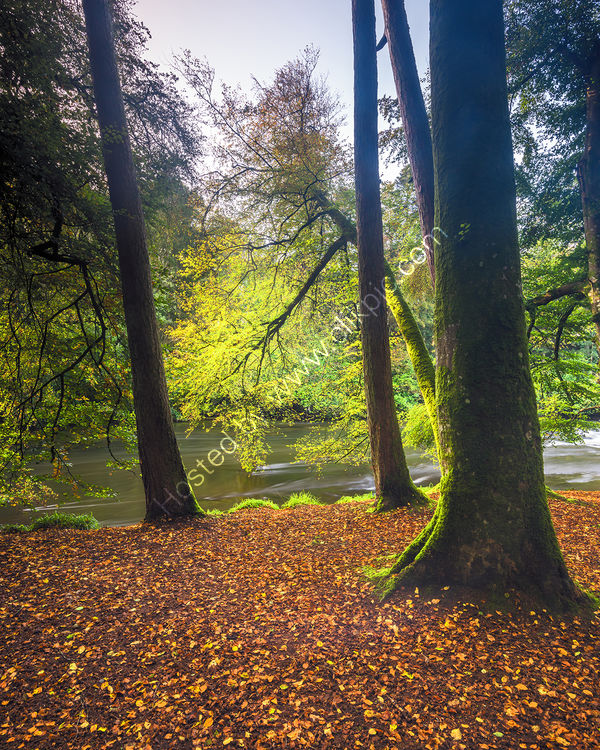 200 Henllan In Autumn