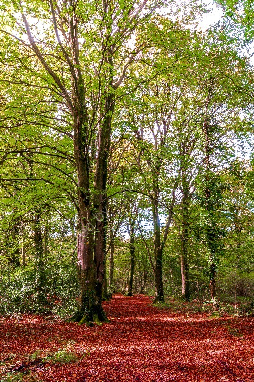 32 Autumn Trees