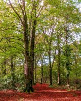 32 Autumn Trees