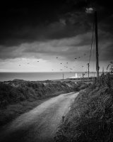 40 The Storm Crows Of Strumble Head