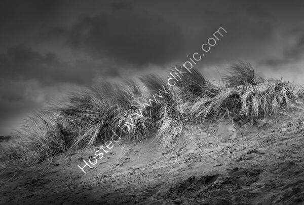 45 Poppit Dune II