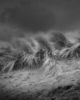 45 Poppit Dune II