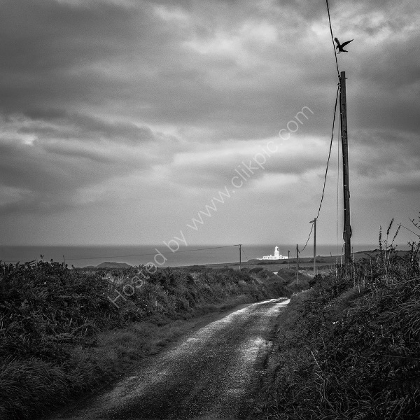 46 Strumble Head Crow