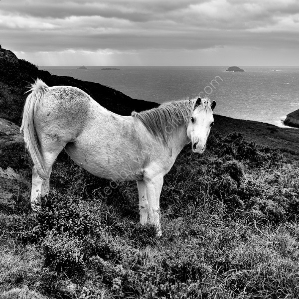 87 Wild Pony St David's Head