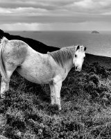 87 Wild Pony St David's Head