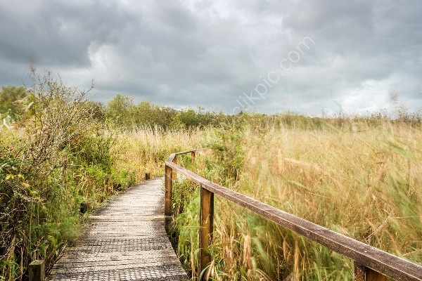 89 Teifi Boardwalk II