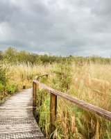 89 Teifi Boardwalk II