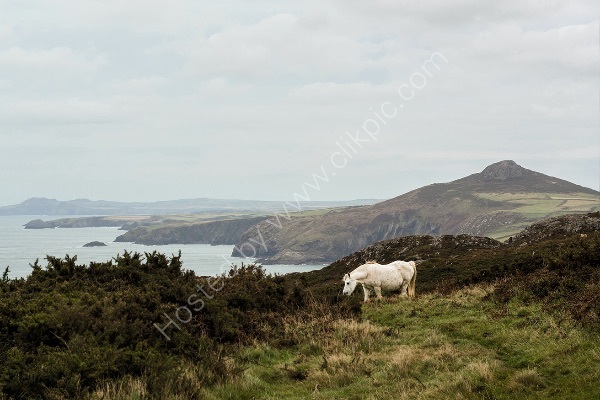 97 From St David's Head To Strumble Head