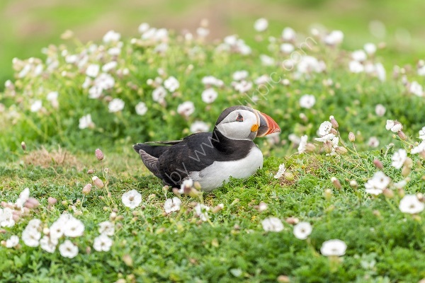 80 Puffins III