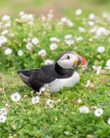 80 Puffins III