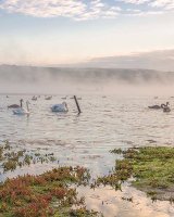 98 Swans & Geese On The Teifi