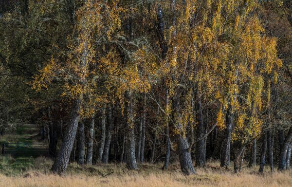 Darkness on The Edge of The Woods