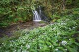Aberfforest II