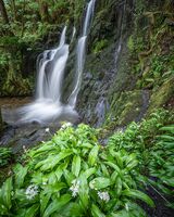Aberfforest I