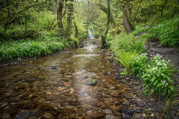 Aberfforest III