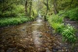 Aberfforest III