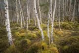 Birch in Spring
