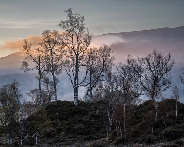 Misty Morning