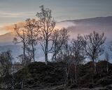 Misty Morning