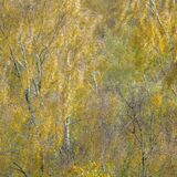 Wind in The Birches!