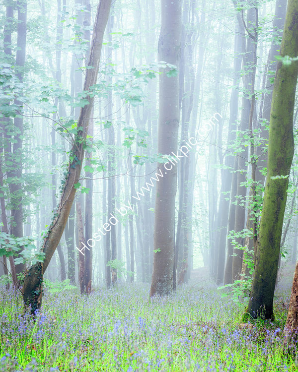 98 Some Bluebells In Some Mist In Some Woods