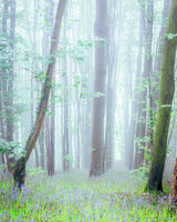 98 Some Bluebells In Some Mist In Some Woods