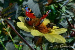 Butterfly and Bee at Hergest Croft Gardens