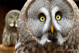 Great Grey Owl Small Breeds Farm